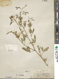 Cleome lutea image