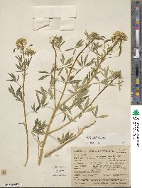 Cleome lutea image