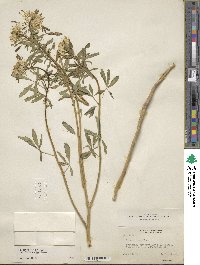 Cleome lutea image