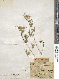 Cleome lutea image