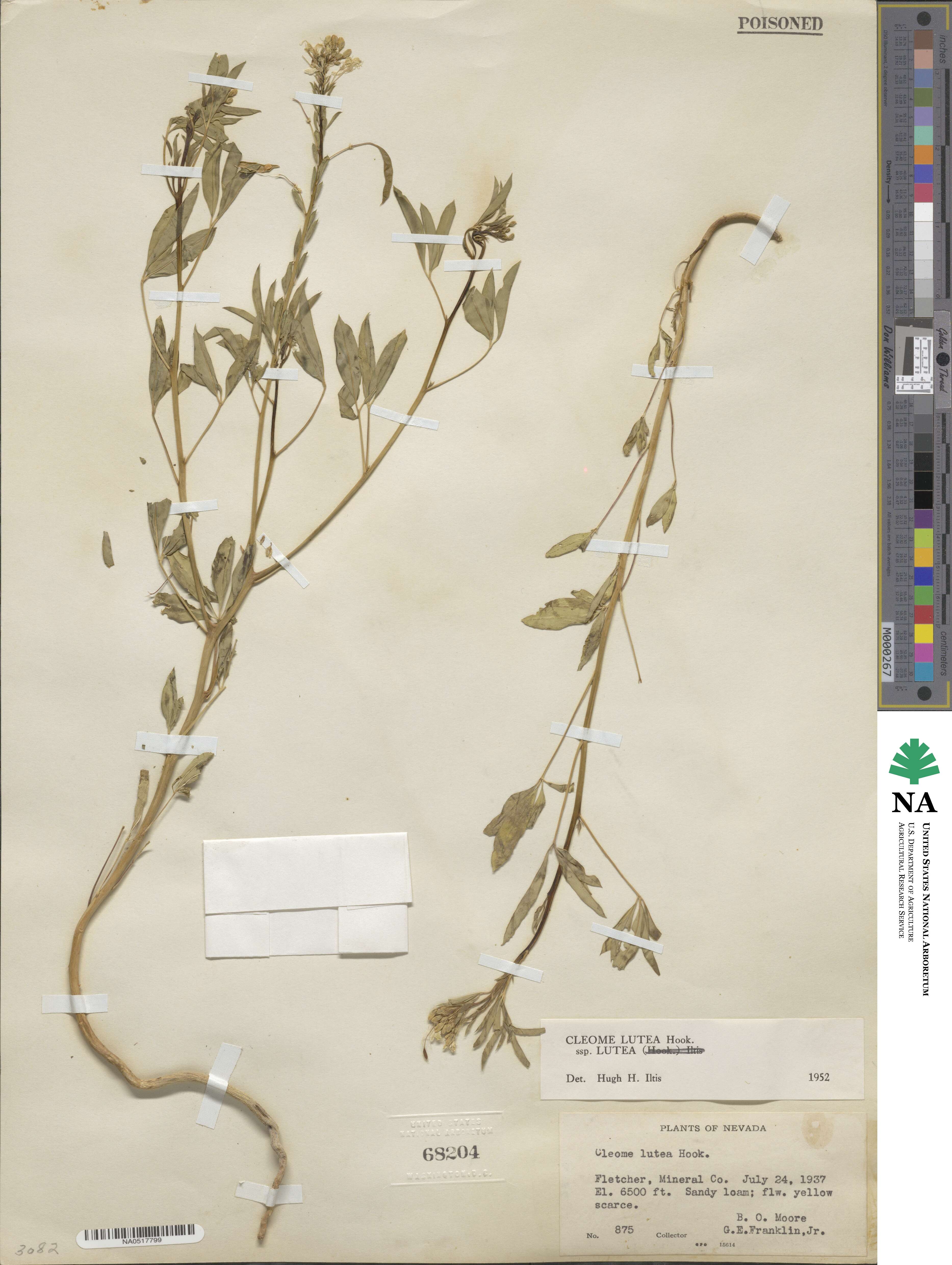 Cleome lutea image