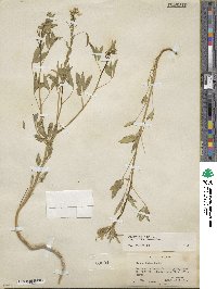 Cleome lutea image