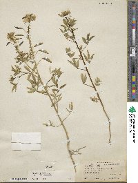 Cleome lutea image