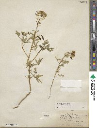 Cleome lutea image