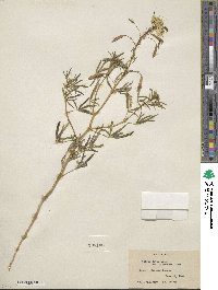 Cleome lutea image