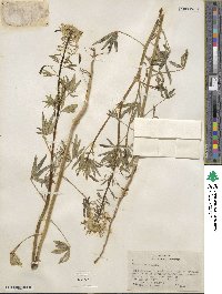 Cleome lutea image