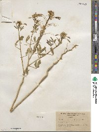 Cleome lutea image