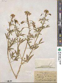 Cleome lutea image