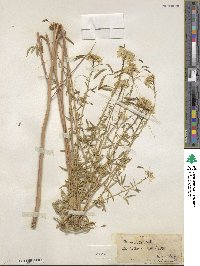 Cleome lutea image