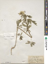 Cleome lutea image