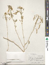 Cleome lutea image