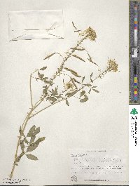 Cleome lutea image