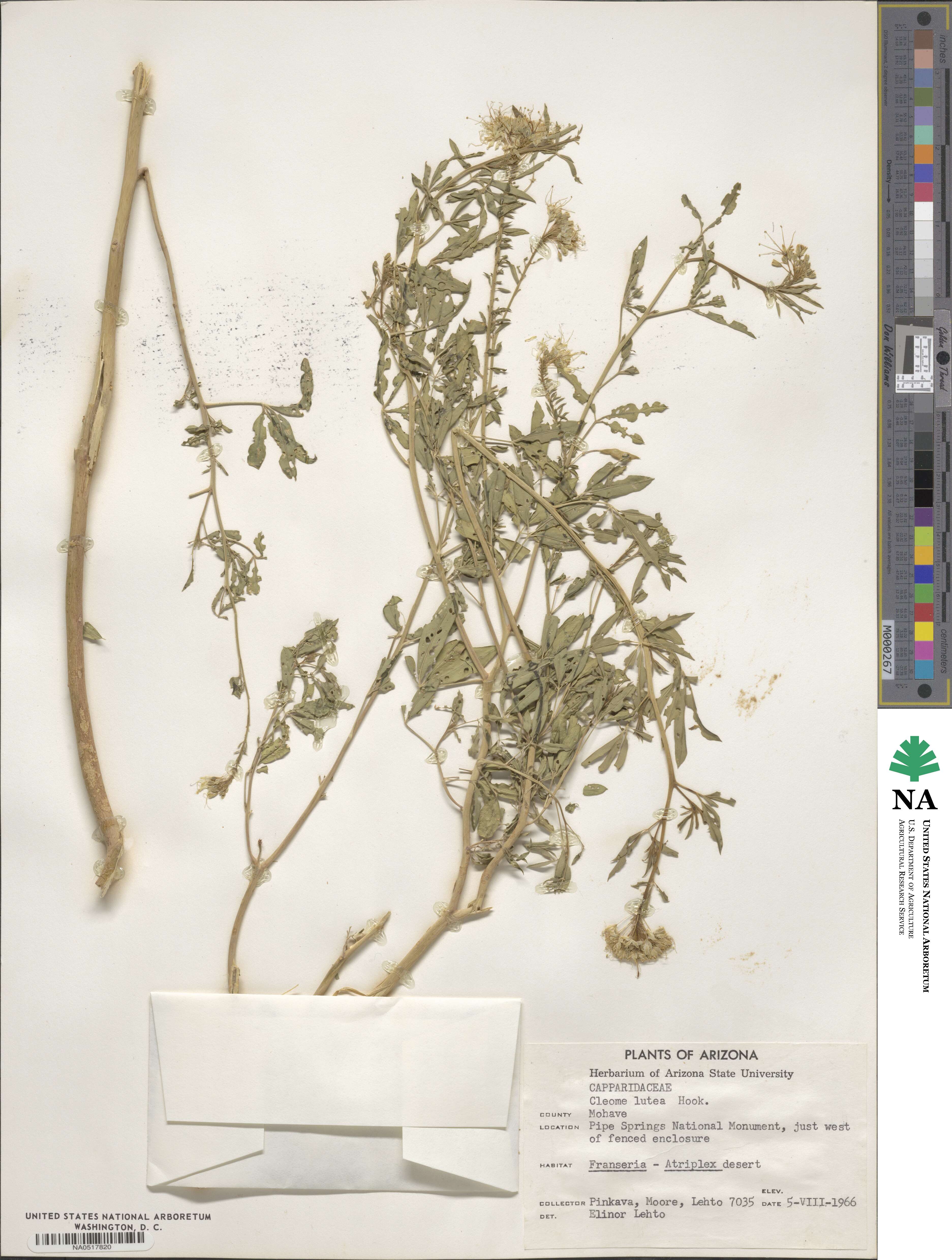 Cleome lutea image