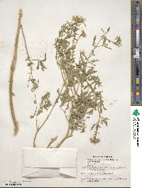 Cleome lutea image