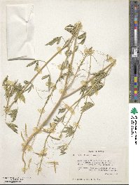 Cleome lutea image