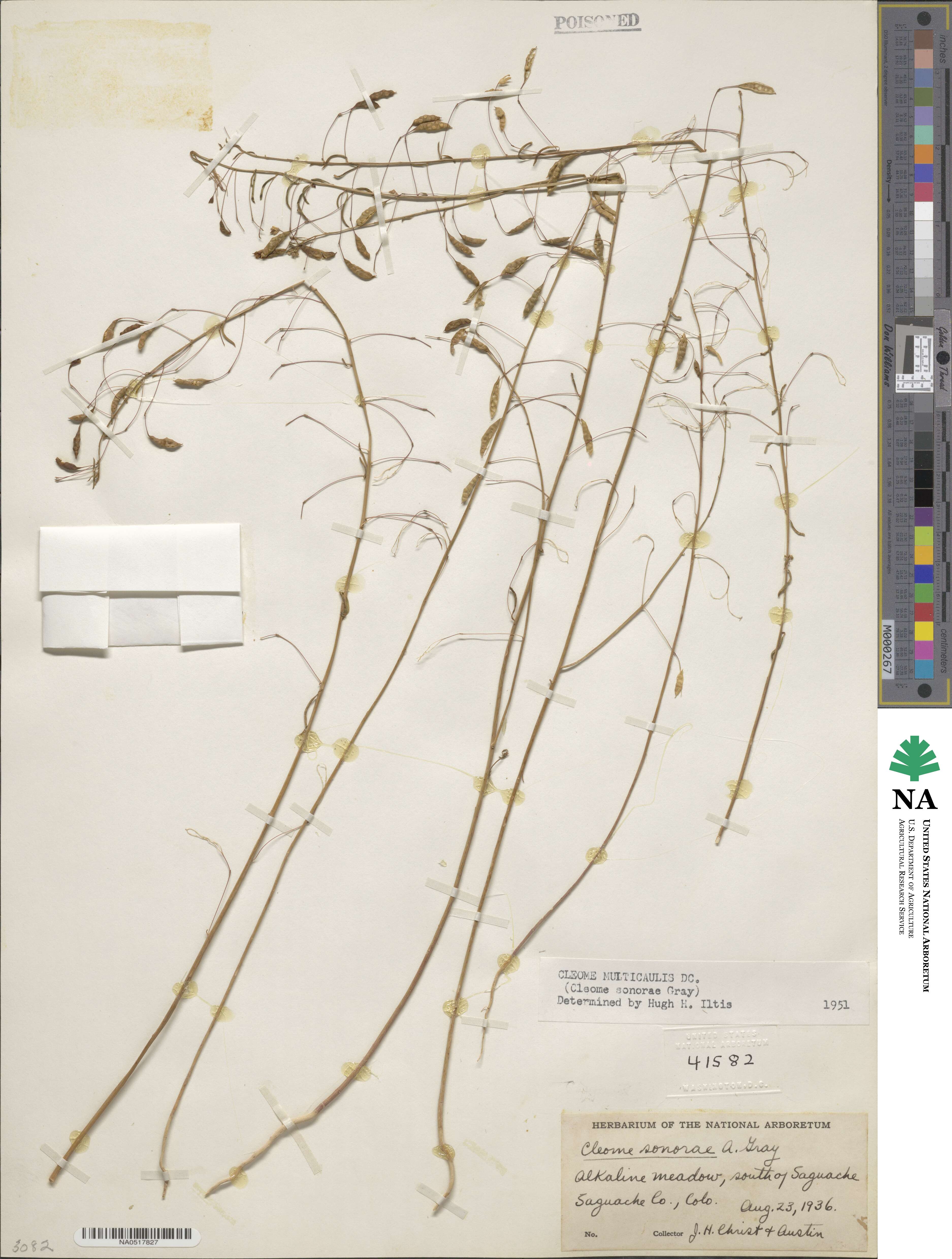 Cleomella multicaulis image