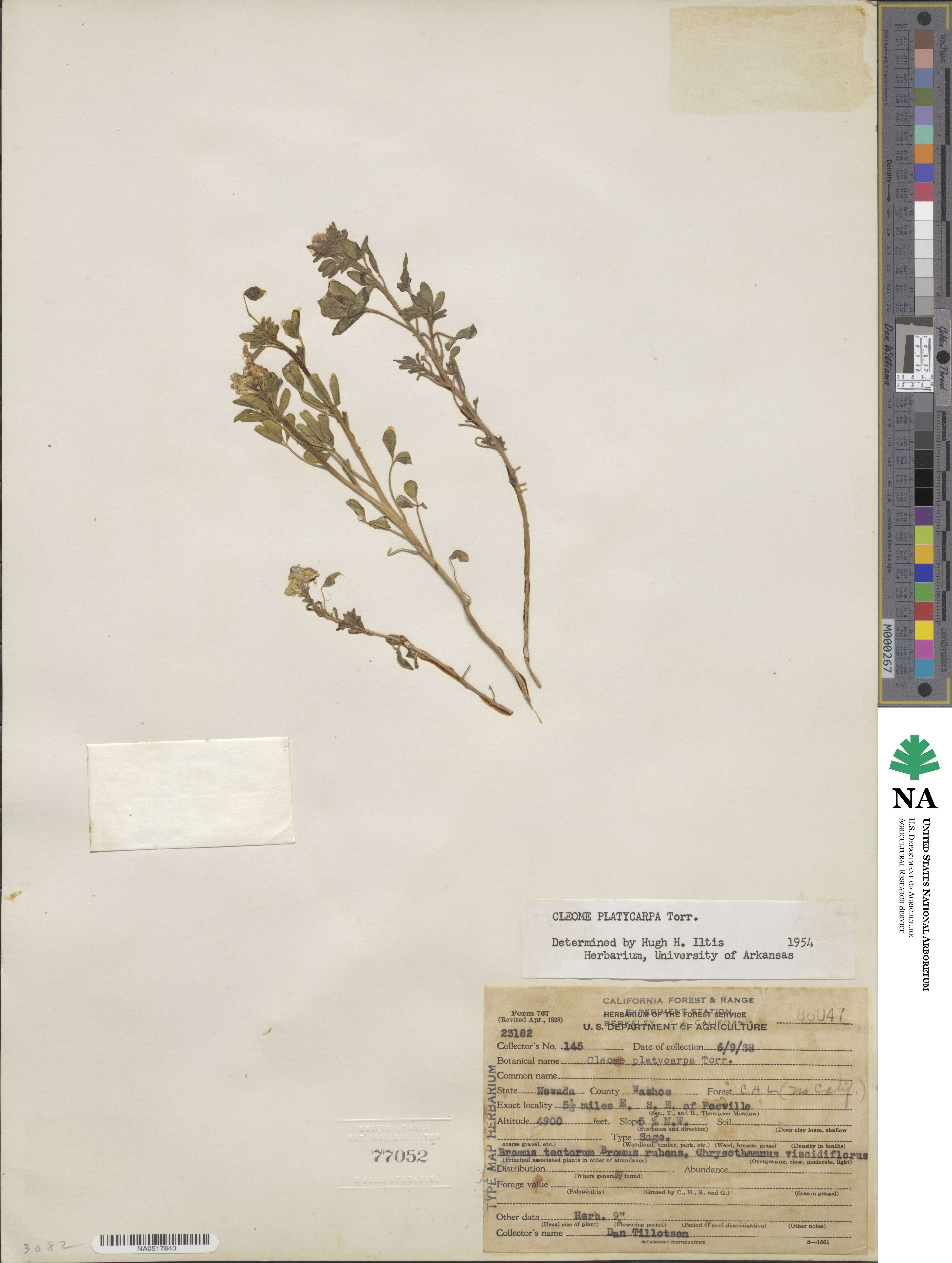 Cleomella platycarpa image