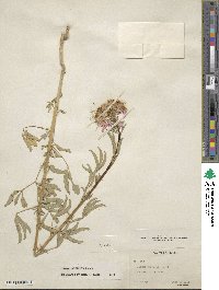 Cleome serrulata image