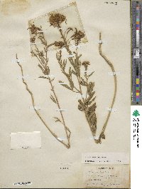 Cleome serrulata image