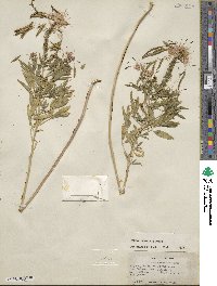 Cleome serrulata image