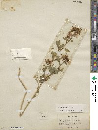 Cleome serrulata image