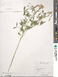 Cleome serrulata image