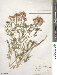 Cleome serrulata image