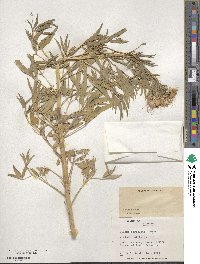 Cleome serrulata image