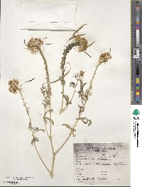 Cleome serrulata image