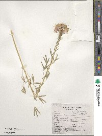 Cleome serrulata image