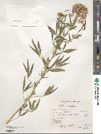 Cleome serrulata image