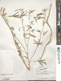 Cleome serrulata image