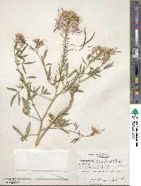 Cleome serrulata image