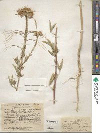 Cleome serrulata image