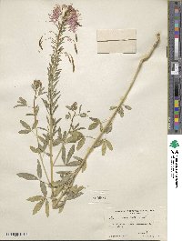 Cleome serrulata image