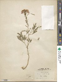 Cleome serrulata image