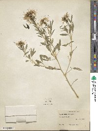 Cleome serrulata image