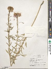 Cleome serrulata image