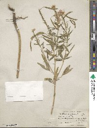 Cleome serrulata image