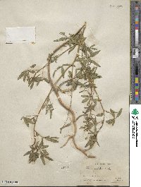 Cleome serrulata image