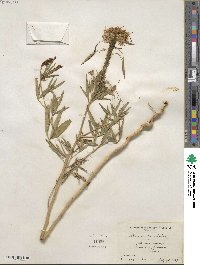 Cleome serrulata image