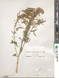 Cleome serrulata image