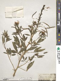 Cleome serrulata image