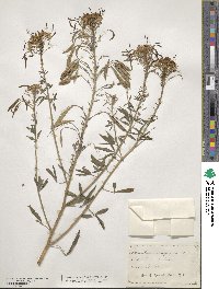 Cleome serrulata image