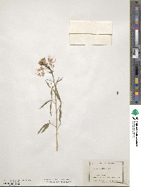 Cleome serrulata image