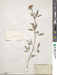 Cleome serrulata image