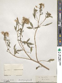 Cleome serrulata image