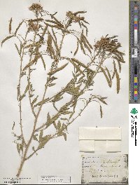 Cleome serrulata image