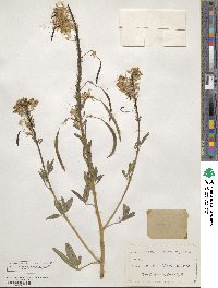 Cleome serrulata image