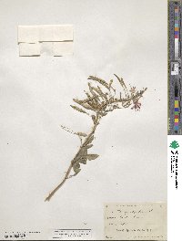 Cleome serrulata image